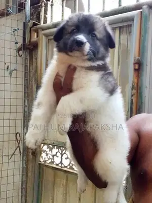 Lione Shepherd Puppy