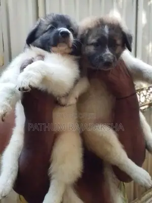 Lione Shepherd Puppy