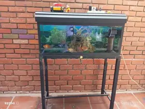 Fish Tank