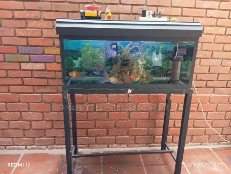 Fish Tank