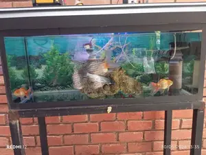 Fish Tank