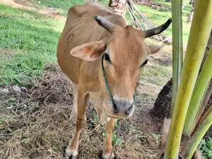 Farm Cow
