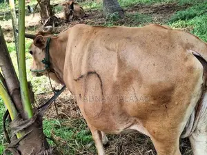 Farm Cow