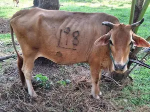 Farm Cow