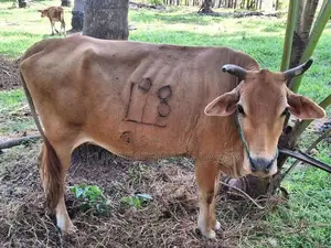 Farm Cow