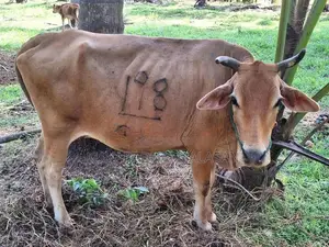 Farm Cow