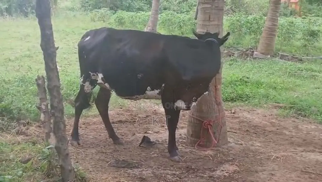 Karuppu Madu