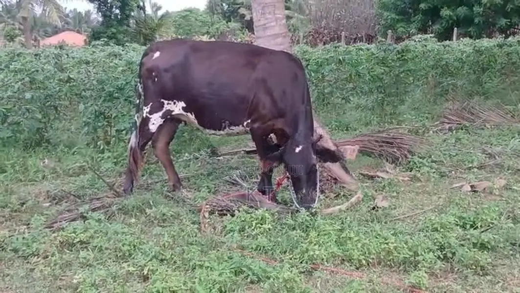 Karuppu Madu