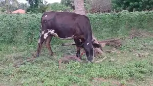Karuppu Madu