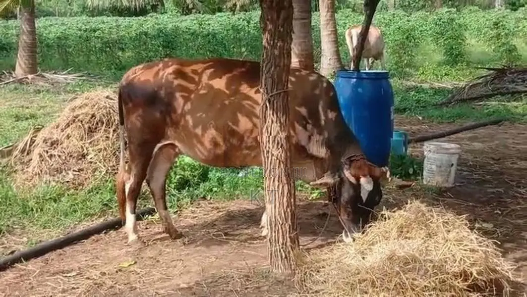 Karuppu Madu