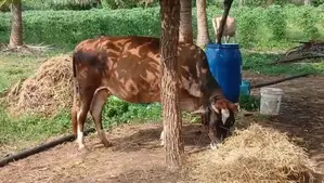 Karuppu Madu