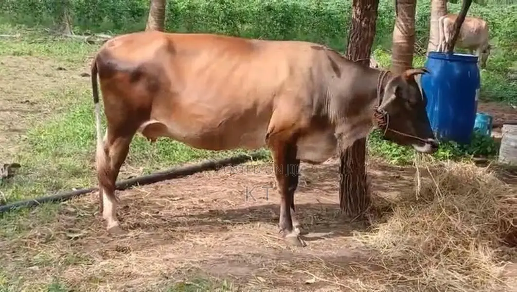 Karuppu Madu