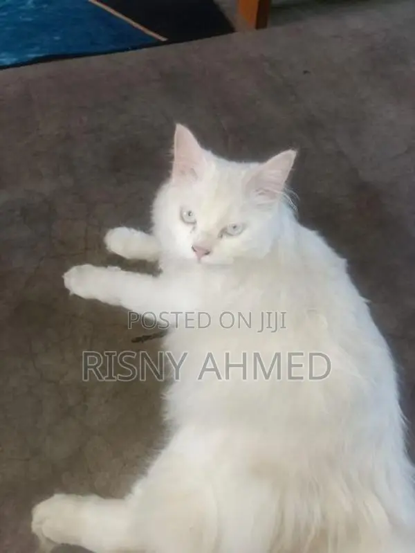 Persian cat