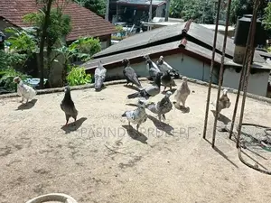 Pigeon