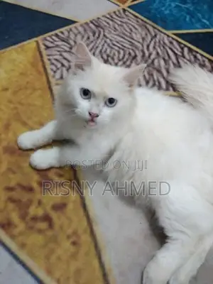 Persian cat