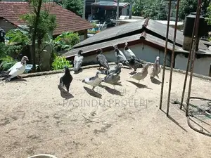 Pigeon