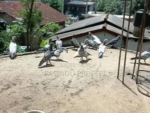 Pigeon