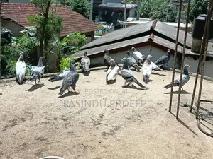 Pigeon