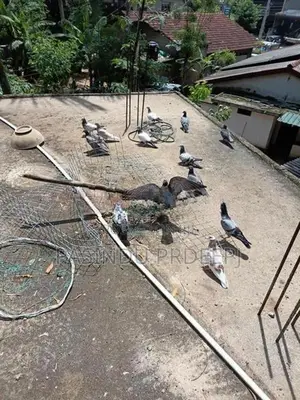 Pigeon