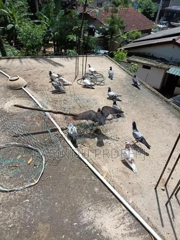 Pigeon