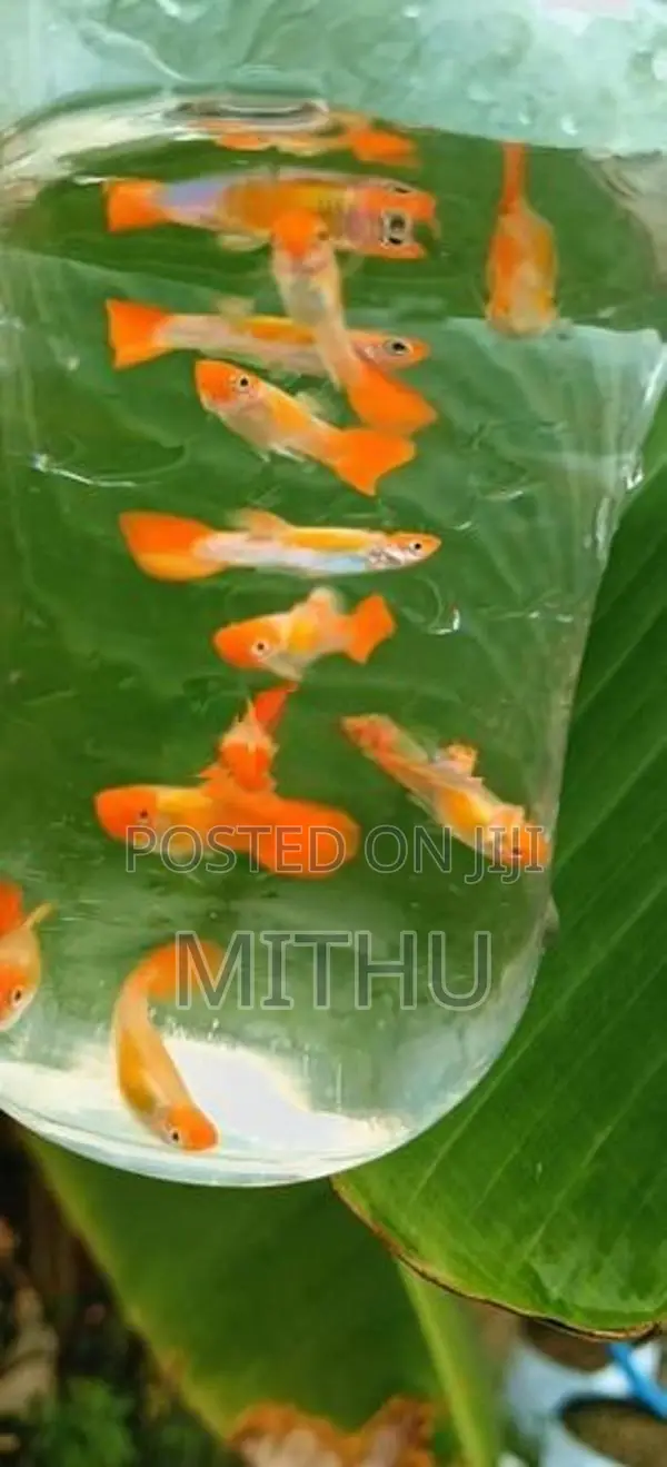 Gold Body Koi Guppy