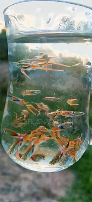 Black Bar Endler Guppies