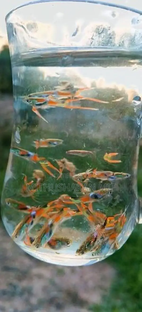 Black Bar Endler Guppies