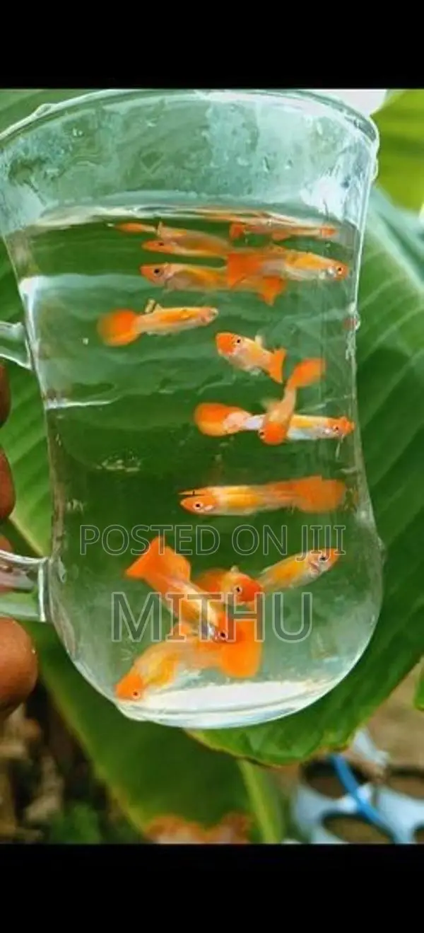 Gold Body Koi Guppy