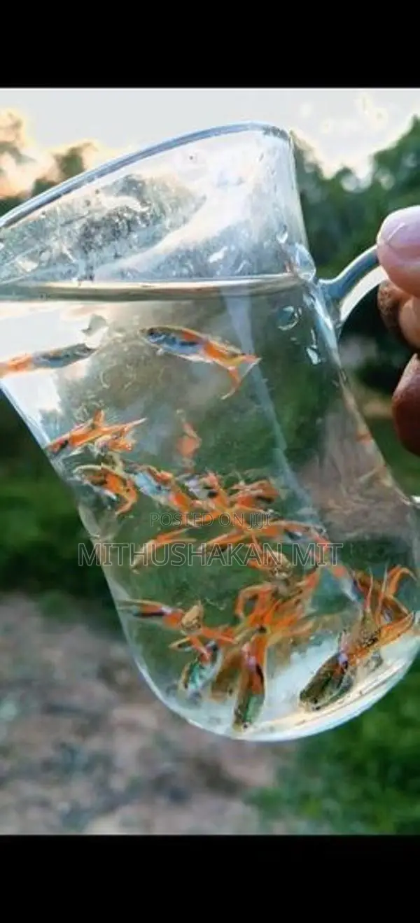 Black Bar Endler Guppies