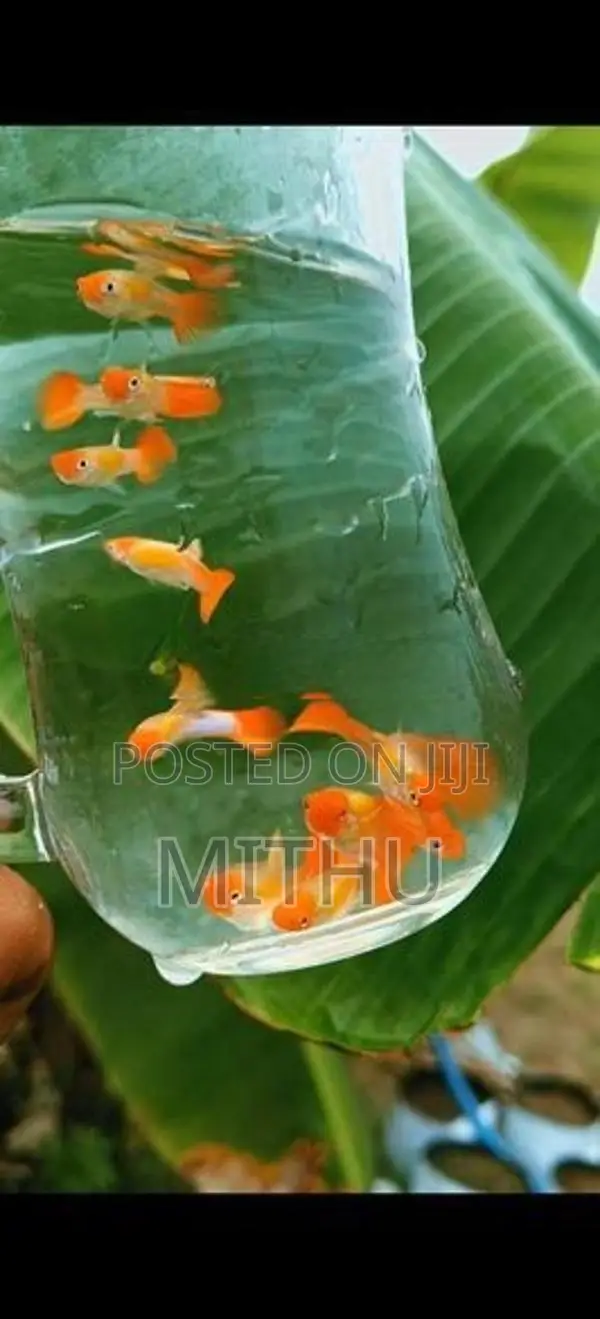 Gold Body Koi Guppy