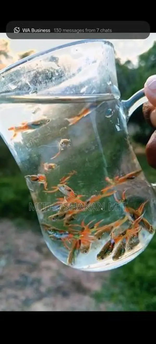 Black Bar Endler Guppies
