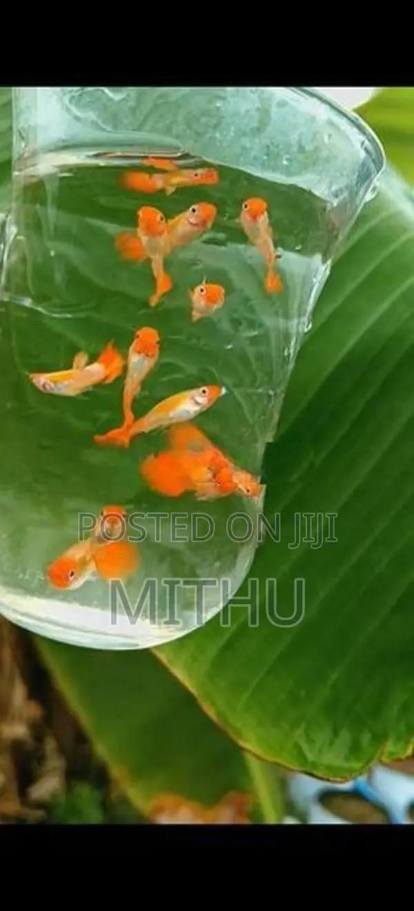Gold Body Koi Guppy