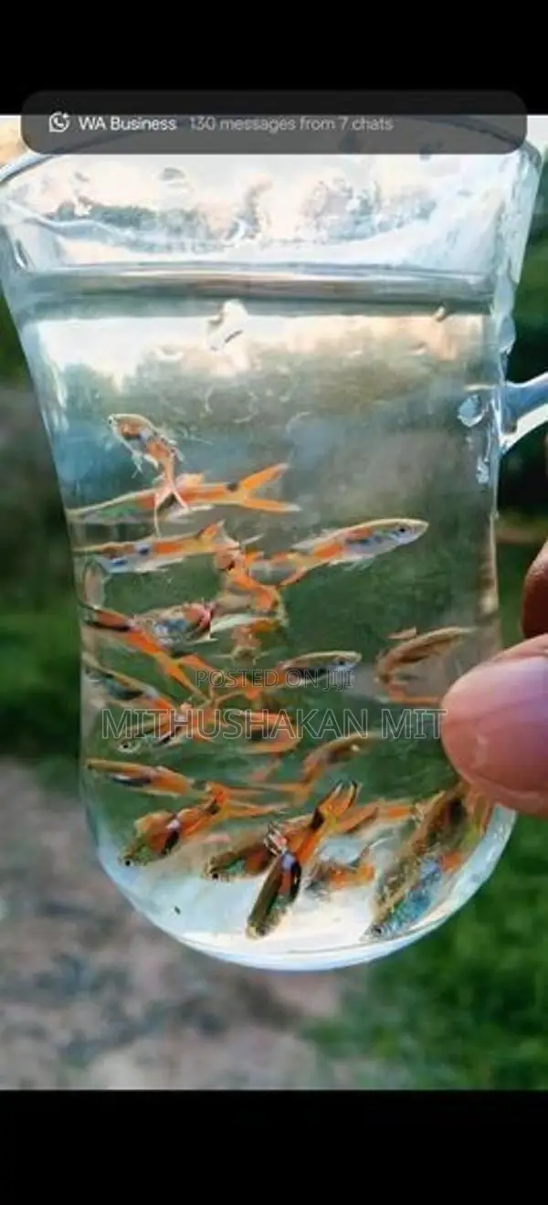 Black Bar Endler Guppies