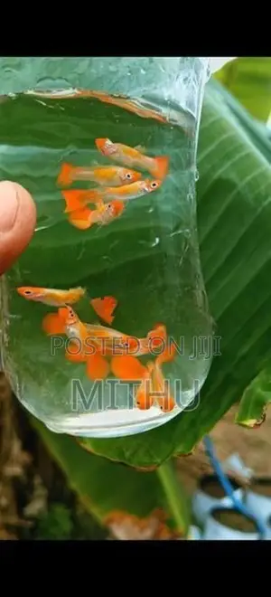 Gold Body Koi Guppy