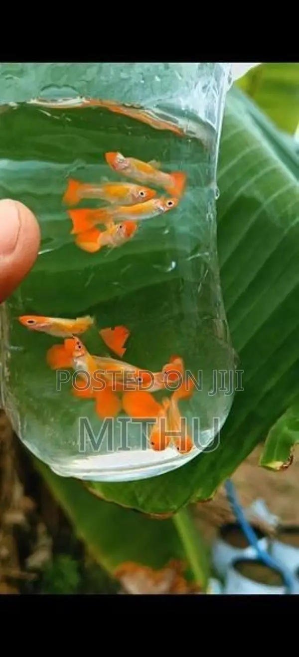 Gold Body Koi Guppy