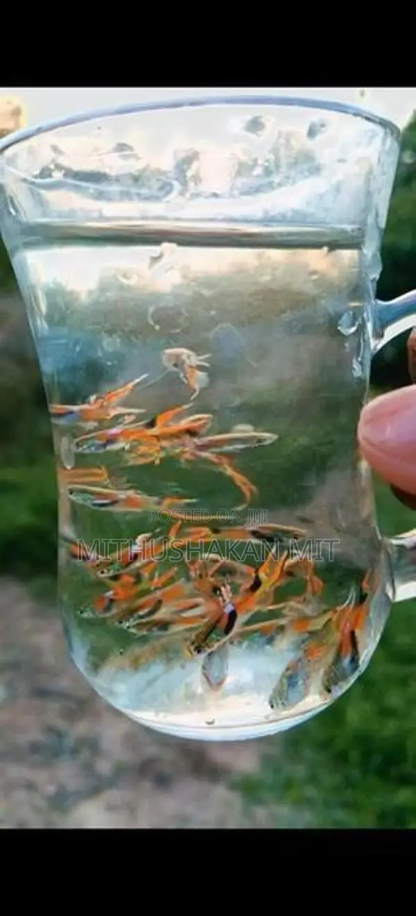 Black Bar Endler Guppies