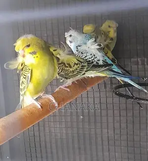 Hagoromo Birds