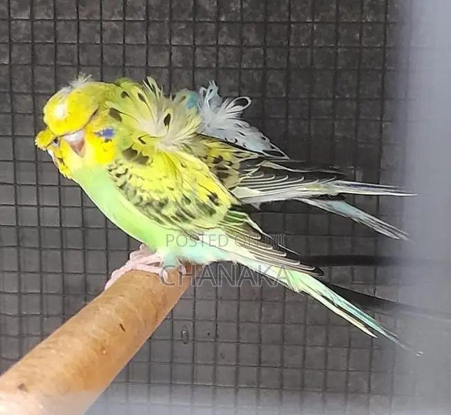 Hagoromo Birds