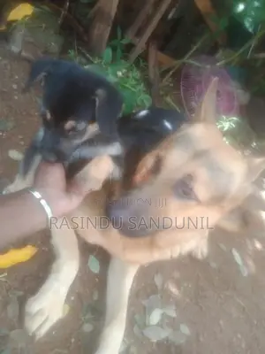 ජර්මන් ශෙපඩ්