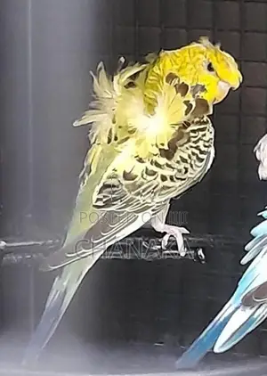 Hagoromo Birds