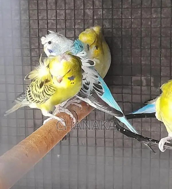 Hagoromo Birds