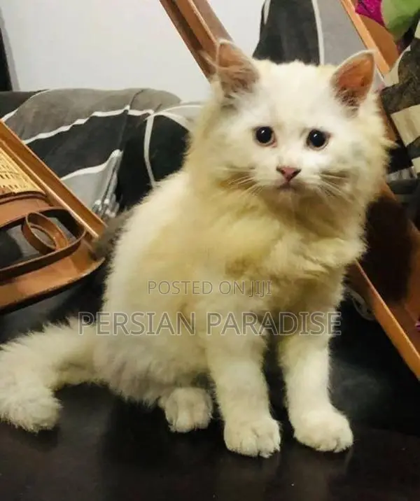 Persian Cats