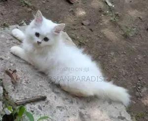 Persian Cats