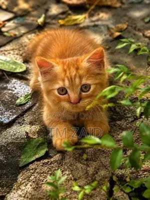 Persian cat