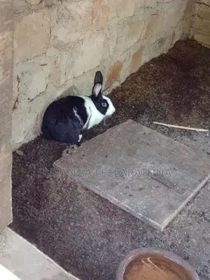 Rabbits