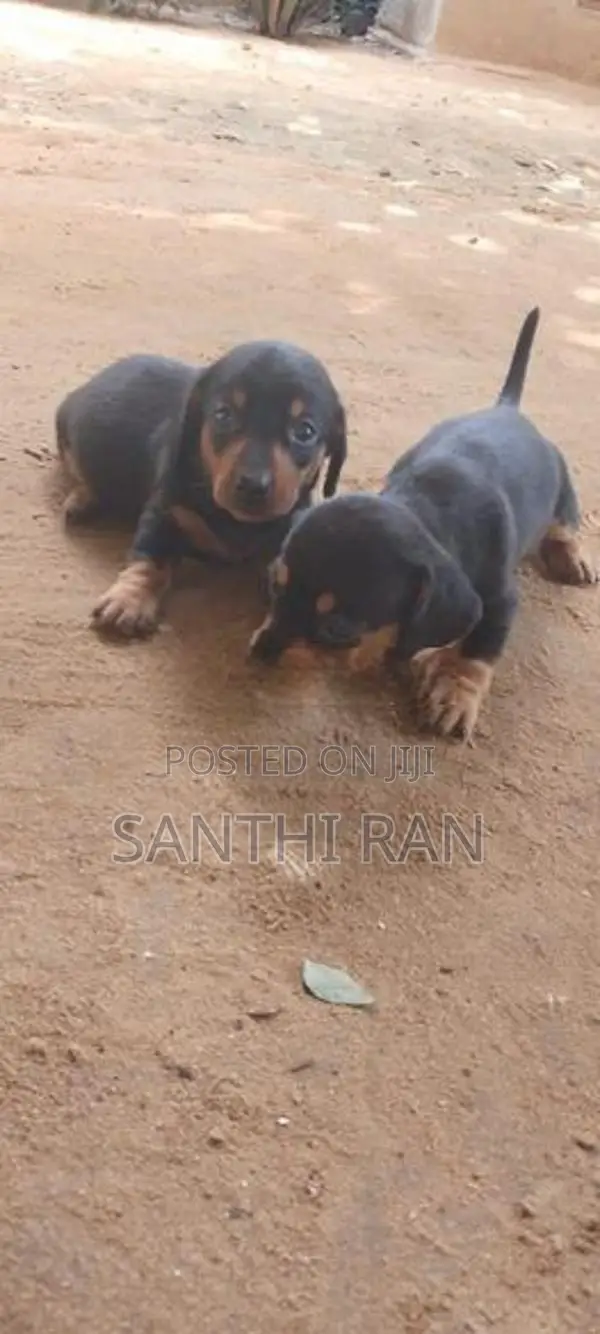 Dachshund Puppy