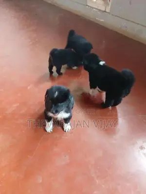 Pomaranian Puppy