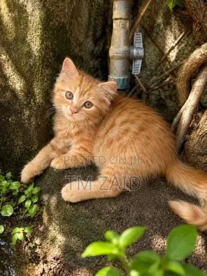 Persian cat
