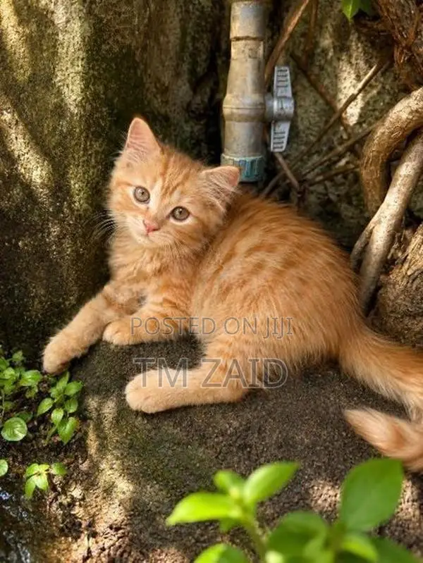 Persian cat