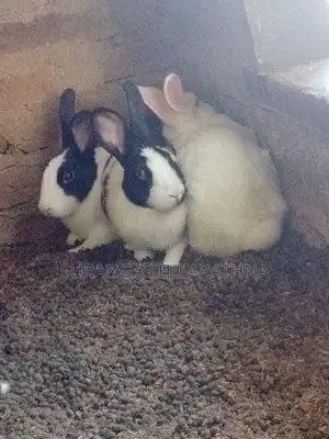 Rabbits